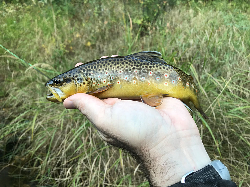 Spearfish Canyon Fly Fishing Report for September 14th 2018