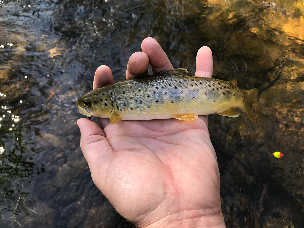 The Resilience of Nature Whitewood Creek Everything South Dakota