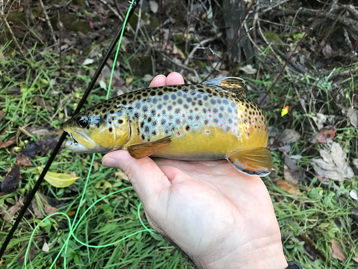 Spearfish Canyon Fly Fishing Report Everything South Dakota