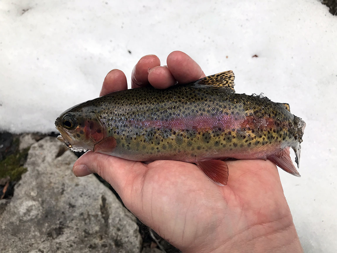 Spearfish Canyon Fly Fishing Report 03262019 Everything South Dakota