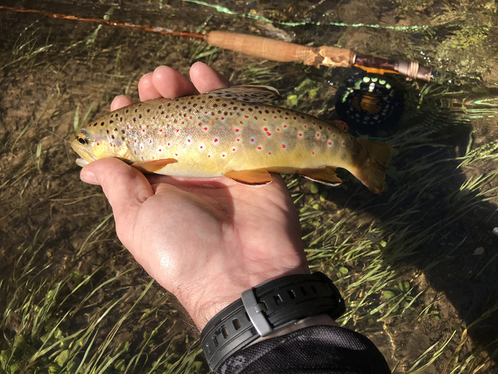 Spearfish Canyon Fly Fishing Report for 5122019 Everything South Dakota