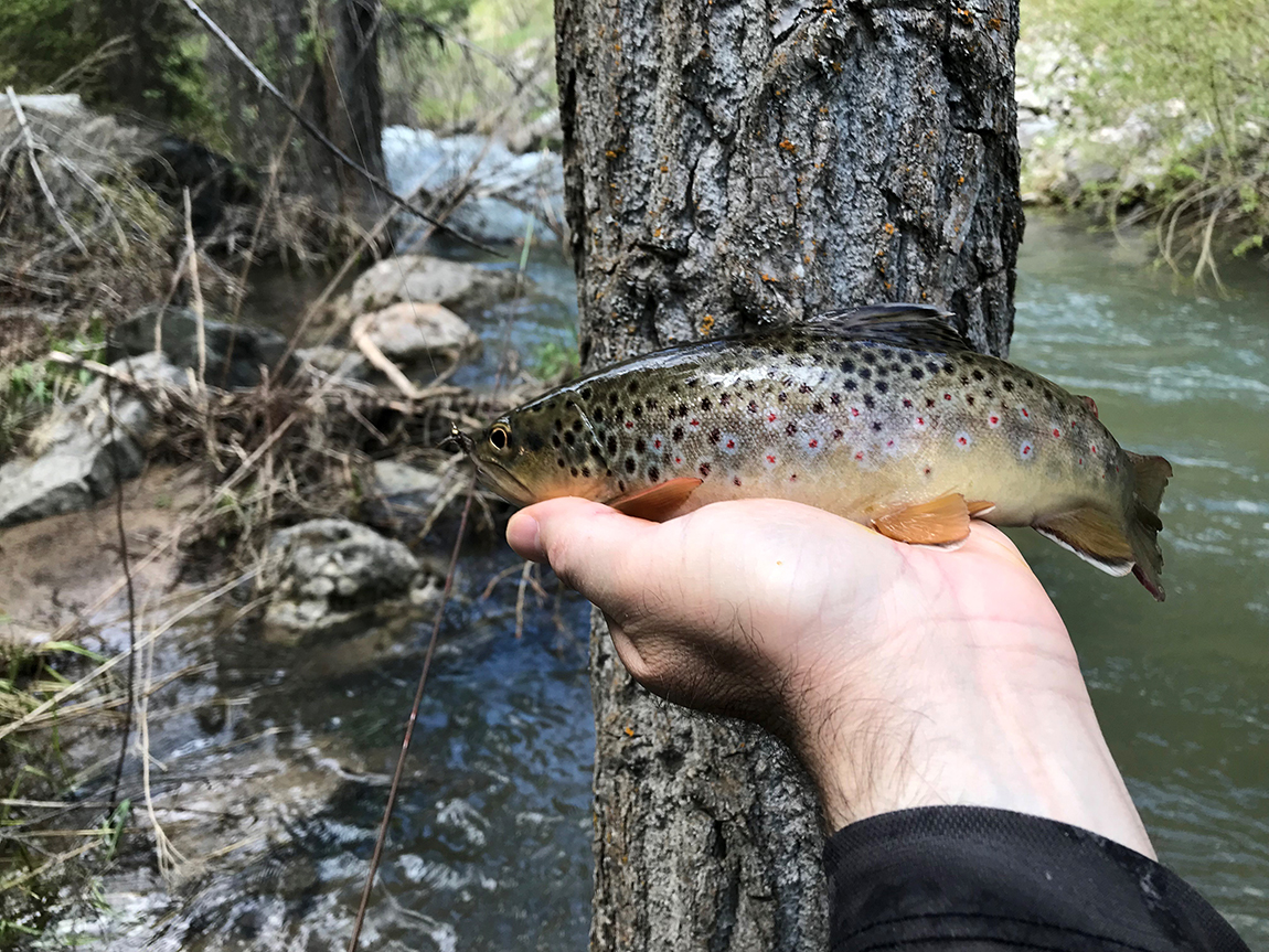 Spearfish Creek in the Canyon Fly Fishing Report Everything South Dakota