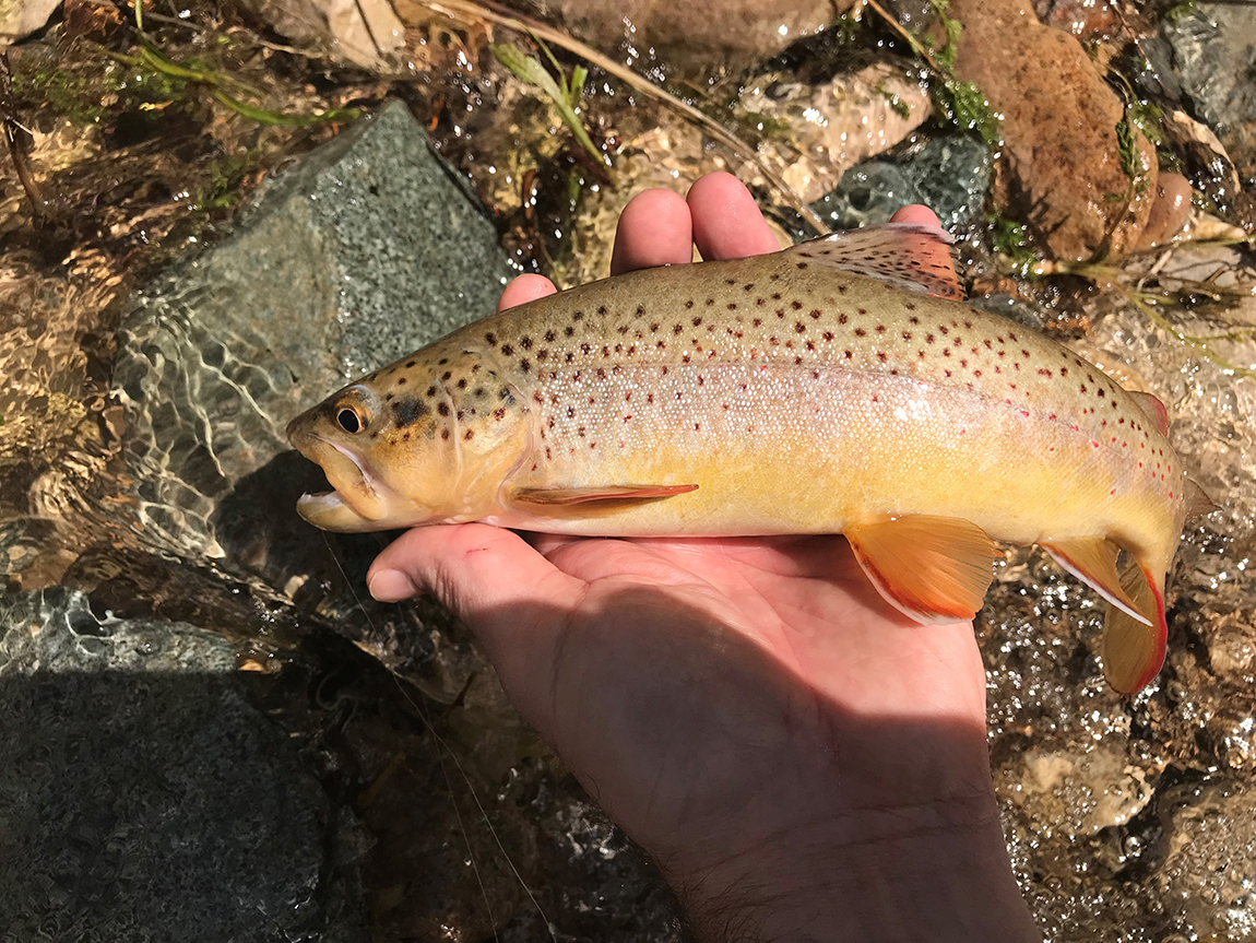 Spearfish Creek in the Canyon Fly Fishing Report Everything South Dakota
