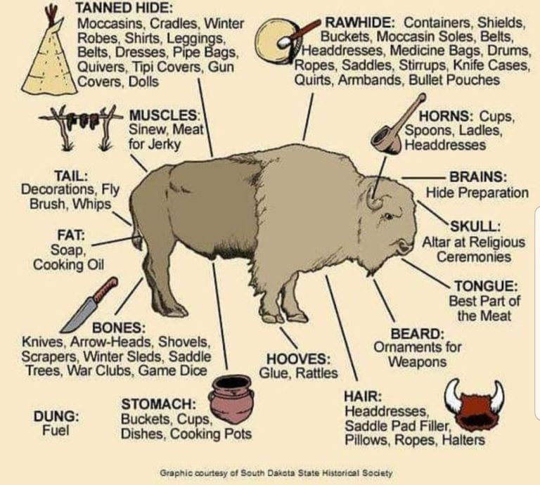American Indians and the Buffalo Everything South Dakota