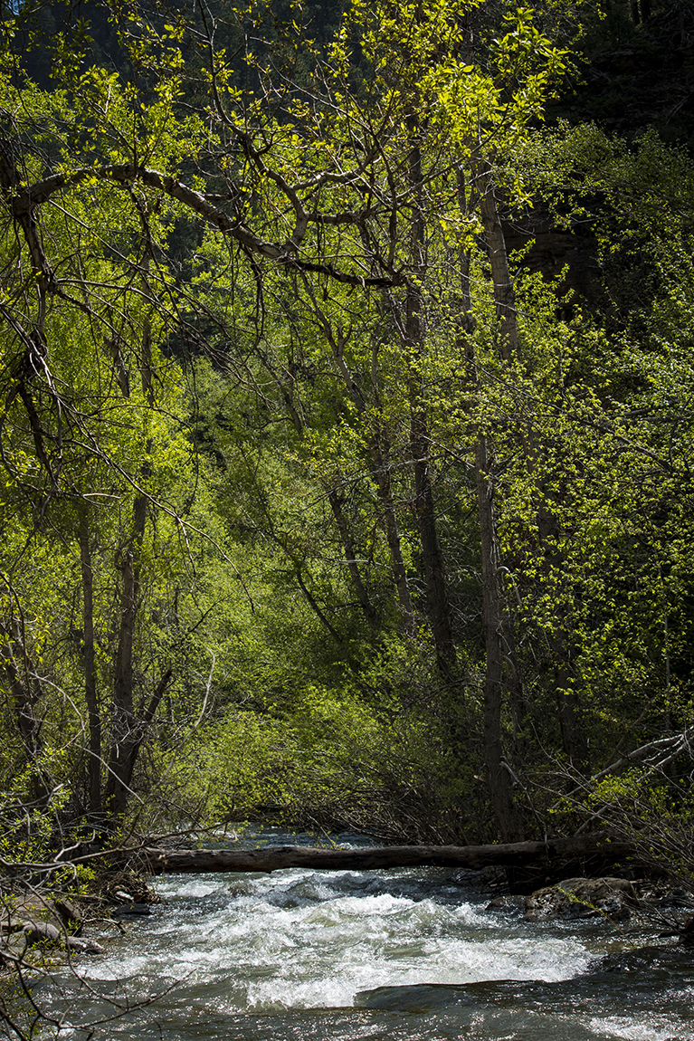 Spearfish Creek in the Canyon Fly Fishing Report Everything South Dakota