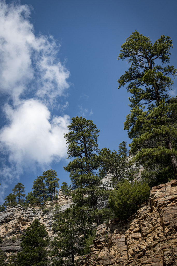 Spearfish Creek in the Canyon Fly Fishing Report Everything South Dakota