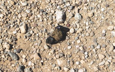 South Dakota Dung Beetles